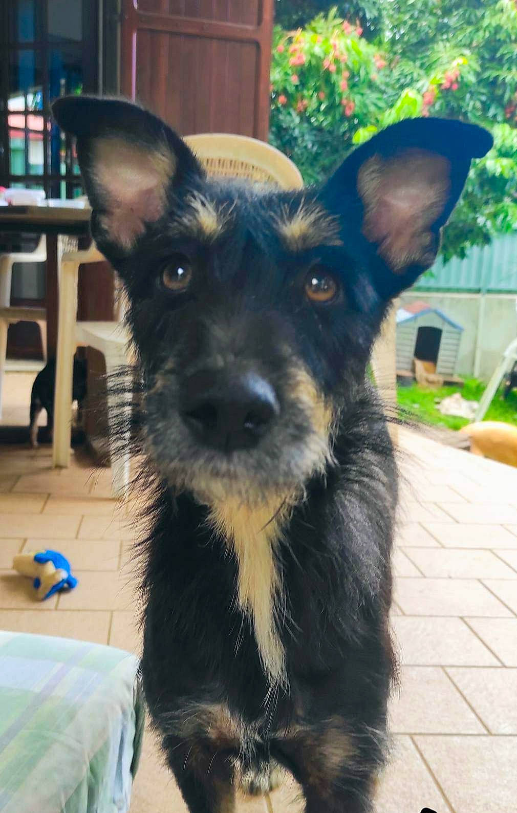 Noelle Run participe au concours pour gagner de l'argent avec cette photo : bookcase, canidae, carnivore, chair, collar, companion_dog, dog, dog_breed, dog_supply, ear, fur, plant, shelf, snout, sporting_group, toy_dog, whiskers, working_animal, working_dog