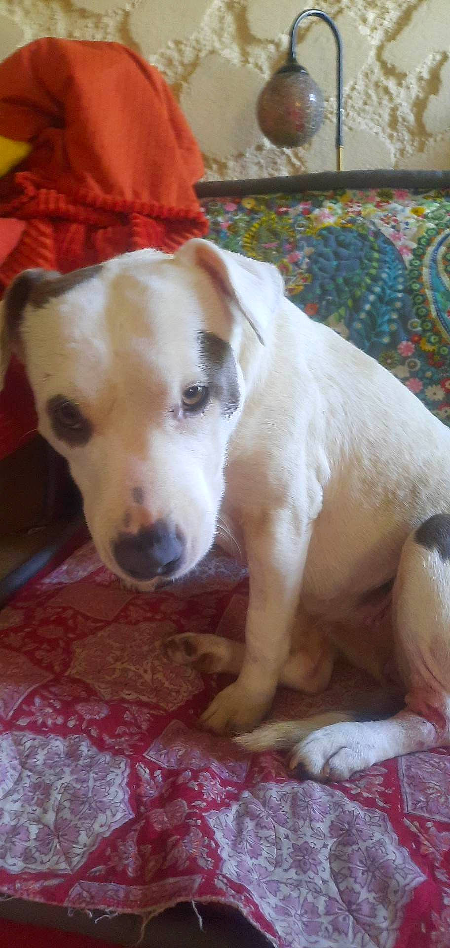 Trixie Run a rejoint le concours — aidez-le/la à gagner de superbes lots ! canidae, carnivore, collar, comfort, companion_dog, couch, dog, dog_breed, fawn, flooring, fur, non_sporting_group, paw, pet_supply, sporting_group, whiskers, working_animal