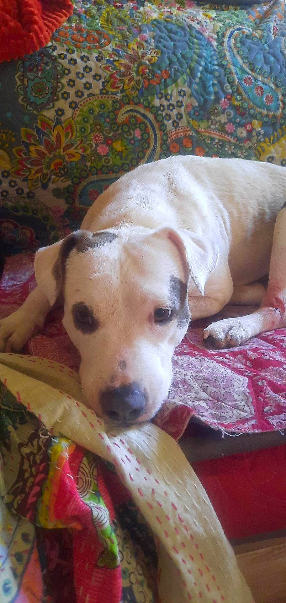 Trixie Run a rejoint le concours — aidez-le/la à gagner de superbes lots ! canidae, carnivore, collar, comfort, companion_dog, dog, dog_breed, dog_supply, ear, fawn, gun_dog, non_sporting_group, pet_supply, snout, sporting_group, whiskers, working_animal