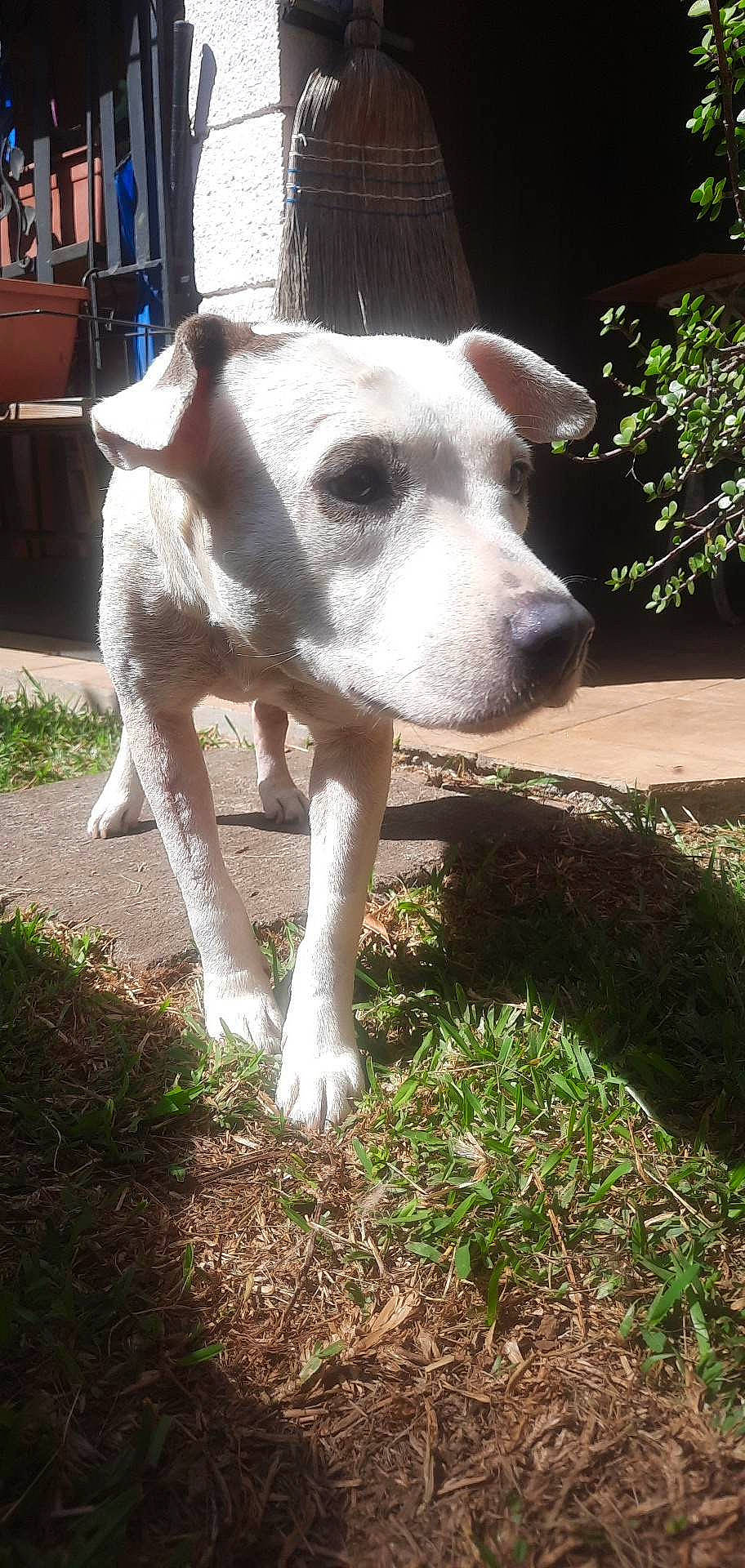 Trixie Run participe au concours pour gagner de l'argent avec cette photo : canidae, carnivore, collar, companion_dog, dog, dog_breed, dog_collar, fawn, grass, guard_dog, non_sporting_group, plant, snout, sporting_group, street_dog, tail, working_animal, working_dog