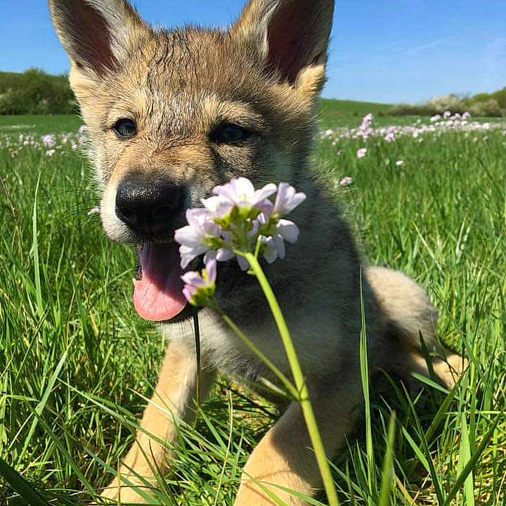 Sauron a rejoint le concours — aidez-le/la à gagner de superbes lots ! animal, canine, coyote, daisy, dog, field, flower, fox, grass, grassland, herbal, herbs, kitfox, nature, outdoors, pet, petal, plant, puppy, vegetation