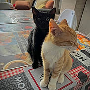 Lylou a rejoint le concours — aidez-le/la à gagner de superbes lots ! abyssinian, animal, architecture, box, building, cat, couch, cushion, furniture, hardwood, homedecor, indoors, interiordesign, kitten, livingroom, manx, pet, room, table, wood