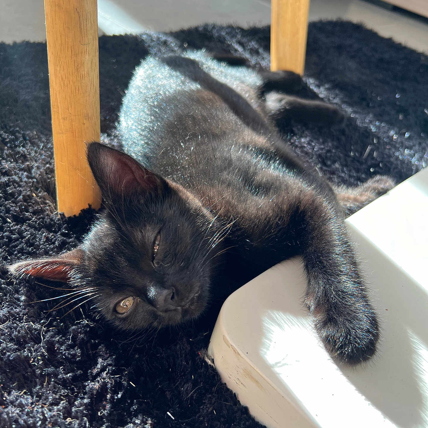 Lylou participe au concours pour gagner de l'argent avec cette photo : abyssinian, animal, blackcat, cat, den, hardwood, homedecor, indoors, kitten, manx, mat, person, pet, plywood, rug, sleeping, wood