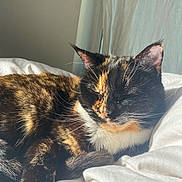 Jasmine is registered to the contest to win money with this photo: cat, tortoiseshell, sleeping, bed, white_bedding, sunlight, indoor, pet, feline, resting, cozy, whiskers, fur, closeup, animal, cute, peaceful, relaxation, domestic_cat, nap