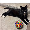 cat, black_cat, white_paws, white_markings, pet_toy, colorful_ball, indoor, concrete_floor, curious, relaxed, feline, whiskers, collar, playful, animal, domestic_cat, cute, young_cat, resting, closeup
