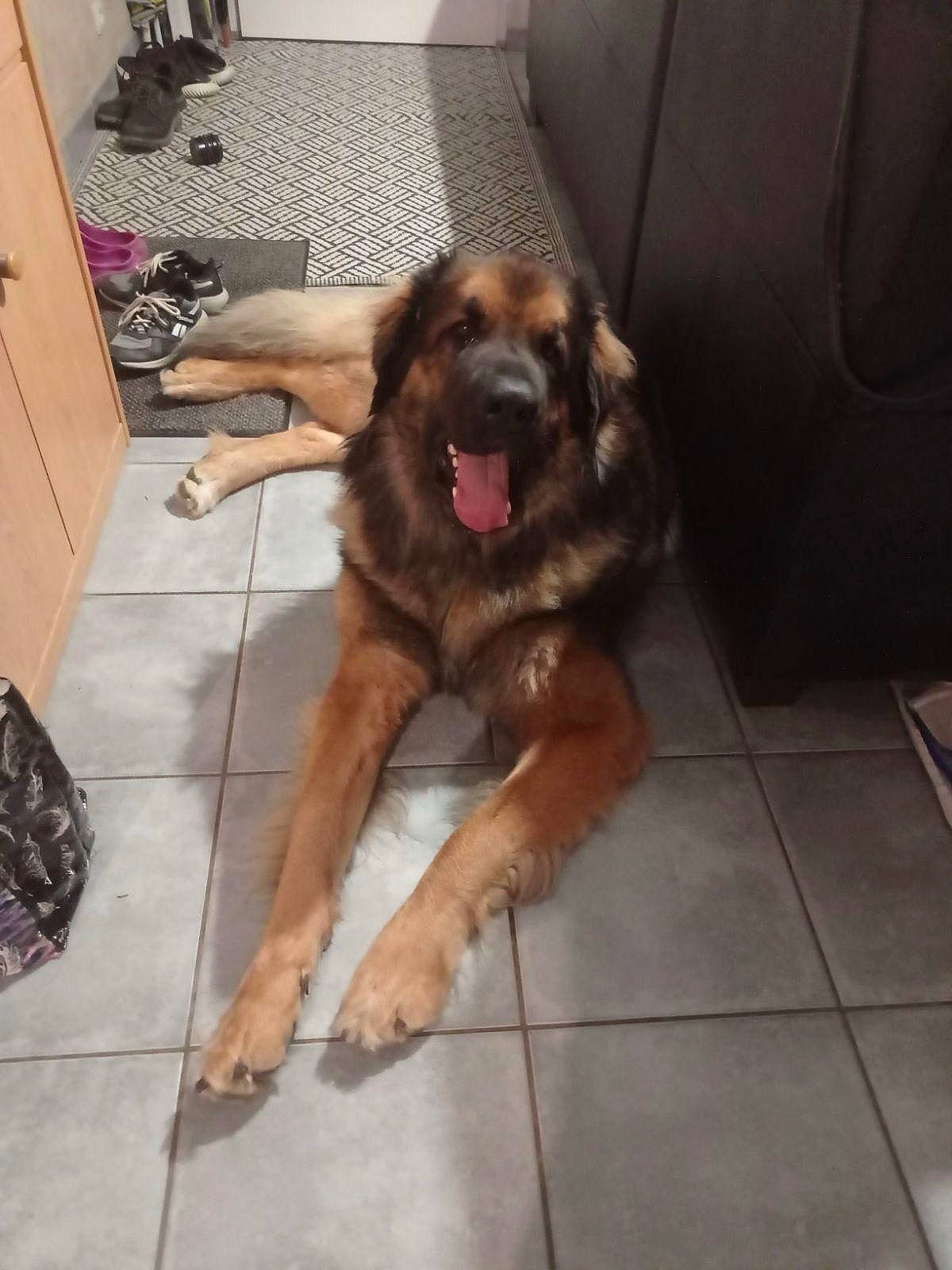 Taïgo a rejoint le concours — aidez-le/la à gagner de superbes lots ! canidae, carnivore, companion_dog, dog, dog_breed, fawn, floor, flooring, fur, guard_dog, hardwood, houseplant, liver, paw, pet_supply, snout, tail, tile_flooring, working_animal, working_dog