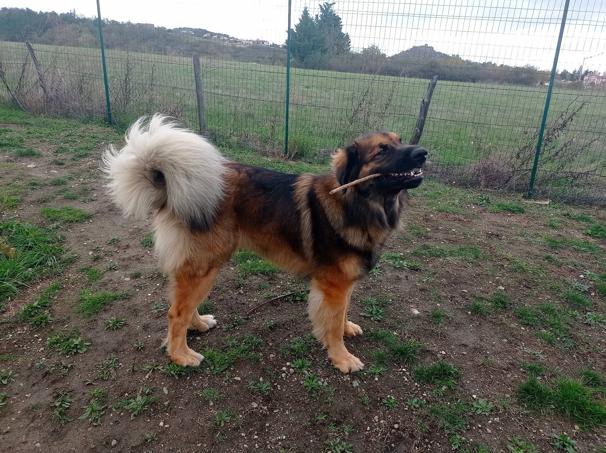 Taïgo a rejoint le concours — aidez-le/la à gagner de superbes lots ! canidae, carnivore, companion_dog, dog, dog_breed, fawn, fence, german_spitz_klein, grass, herding_dog, home_fencing, mesh, plant, sky, sporting_group, tail, tree, wire_fencing, working_animal, working_dog