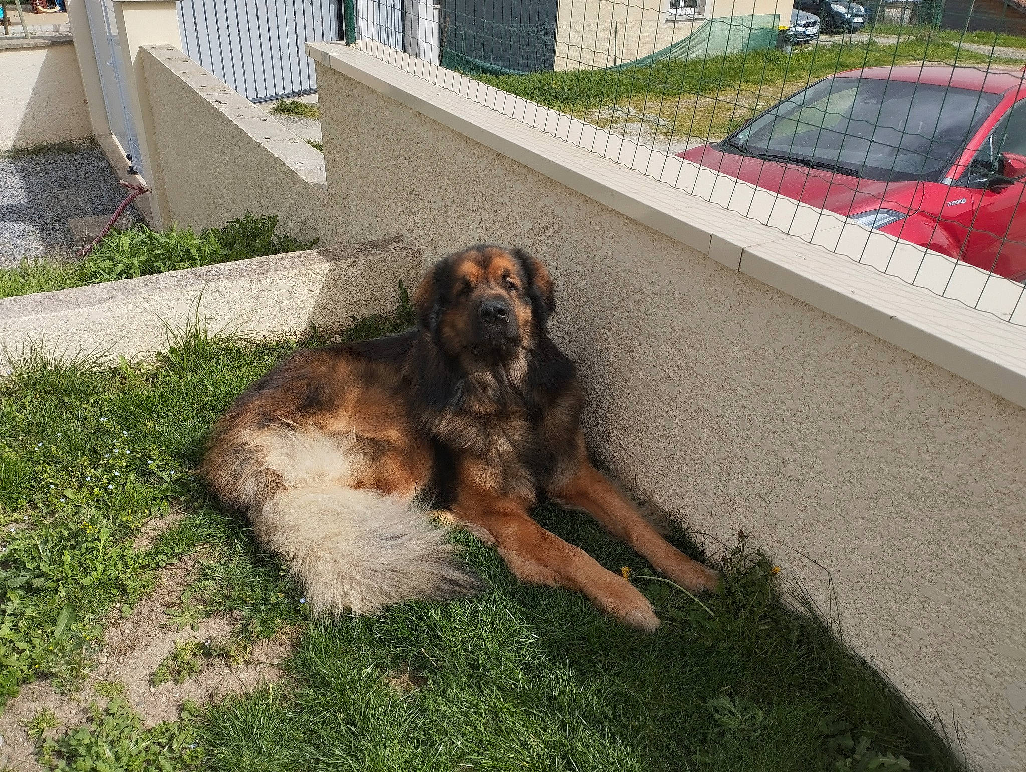 Taïgo a rejoint le concours — aidez-le/la à gagner de superbes lots ! asphalt, canidae, car, carnivore, companion_dog, dog, dog_breed, fence, grass, leonberger, liver, plant, sporting_group, tail, vehicle, working_dog