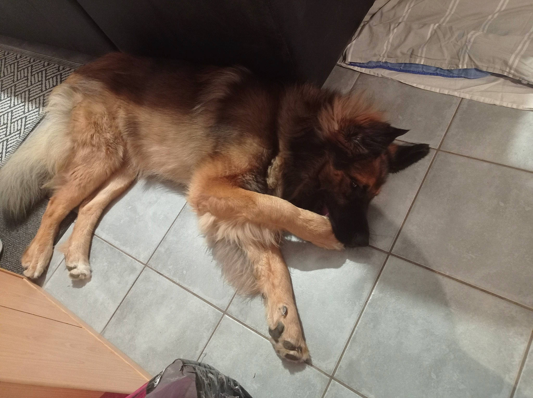 Taïgo a rejoint le concours — aidez-le/la à gagner de superbes lots ! canidae, carnivore, companion_dog, dog, dog_breed, fawn, floor, flooring, fur, german_shepherd_dog, herding_dog, king_shepherd, liver, old_german_shepherd_dog, paw, small_to_medium_sized_cats, snout, spitz, sporting_group, tail