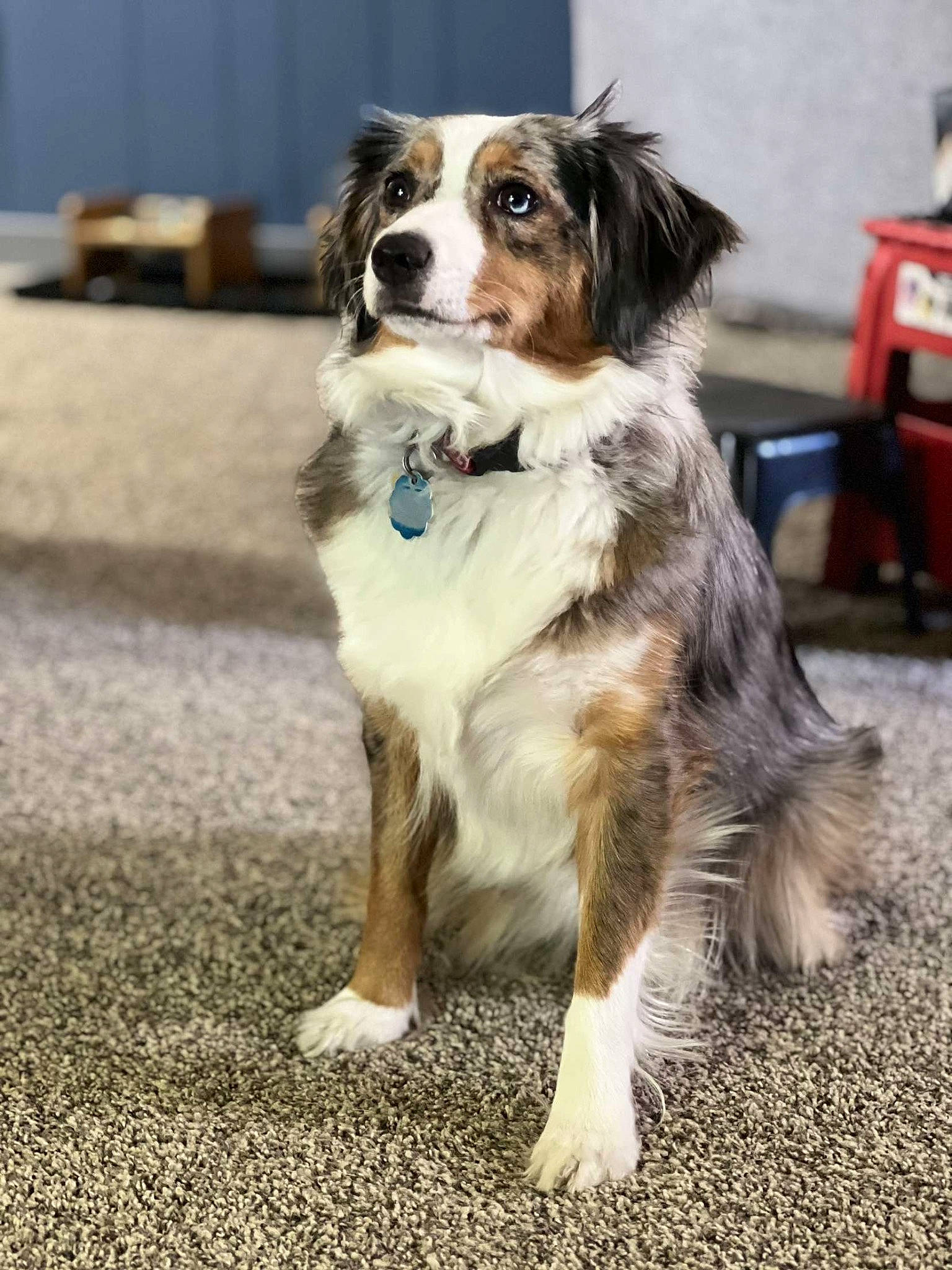 Willow is registered to the contest to win money with this photo: ancient_dog_breeds, australian_collie, australian_shepherd, border_collie, canidae, carnivore, collar, companion_dog, dog, dog_breed, fur, gun_dog, herding_dog, snout, sporting_group, whiskers, working_animal, working_dog