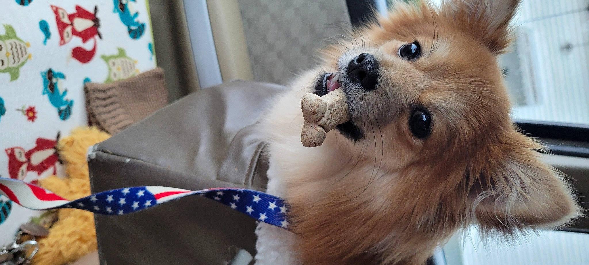 Boo joined the competition — help win amazing prizes! canidae, carnivore, collar, companion_dog, dog, dog_breed, dog_collar, dog_supply, fawn, fur, german_spitz, german_spitz_klein, german_spitz_mittel, paw, pomeranian, spitz, sporting_group, toy_dog, volpino_italiano, whiskers