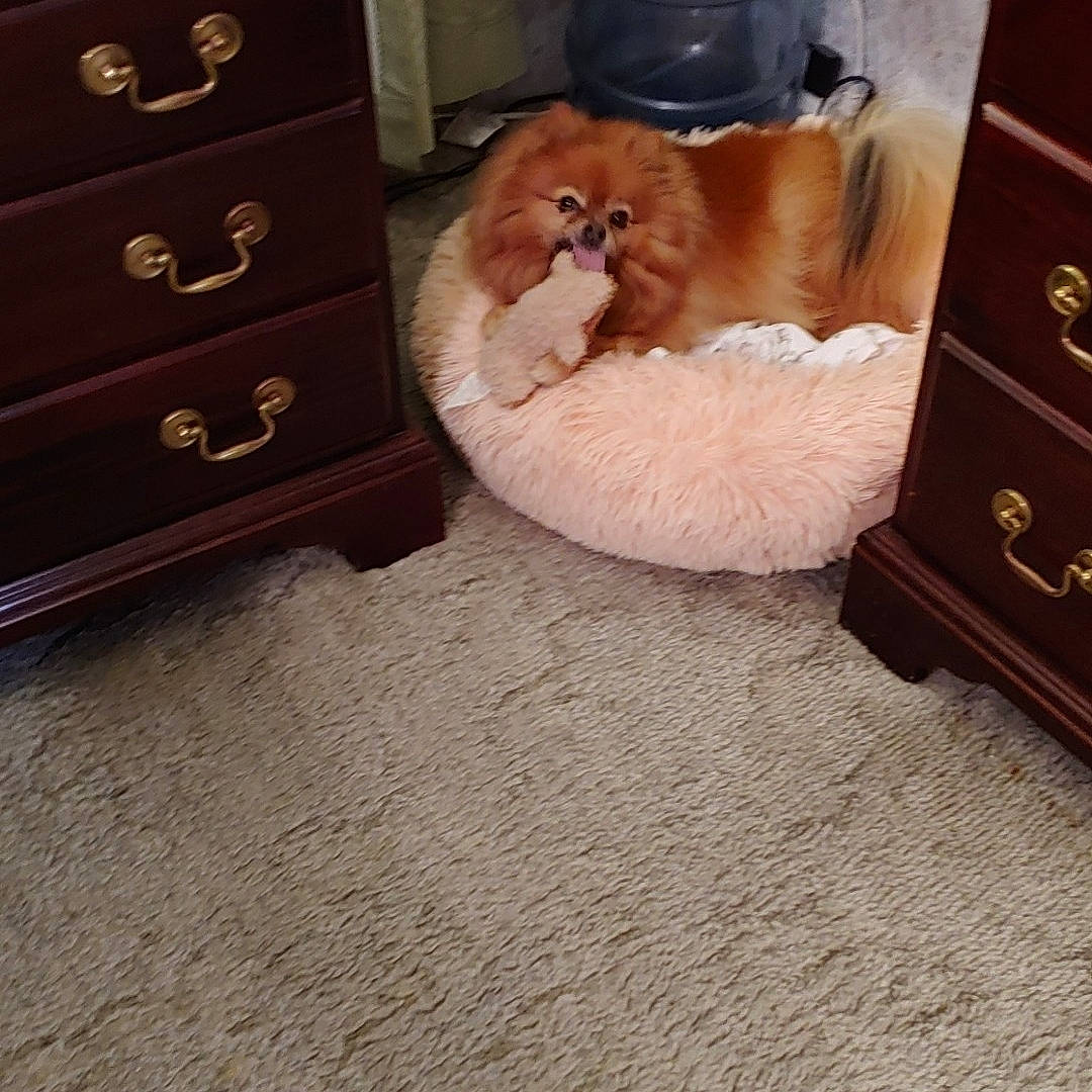 Boo joined the competition — help win amazing prizes! cabinetry, carnivore, chest, chest_of_drawers, cloud, comfort, companion_dog, dog, dog_breed, drawer, dresser, fawn, floor, flooring, furniture, hardwood, liver, wood, wood_stain, working_animal