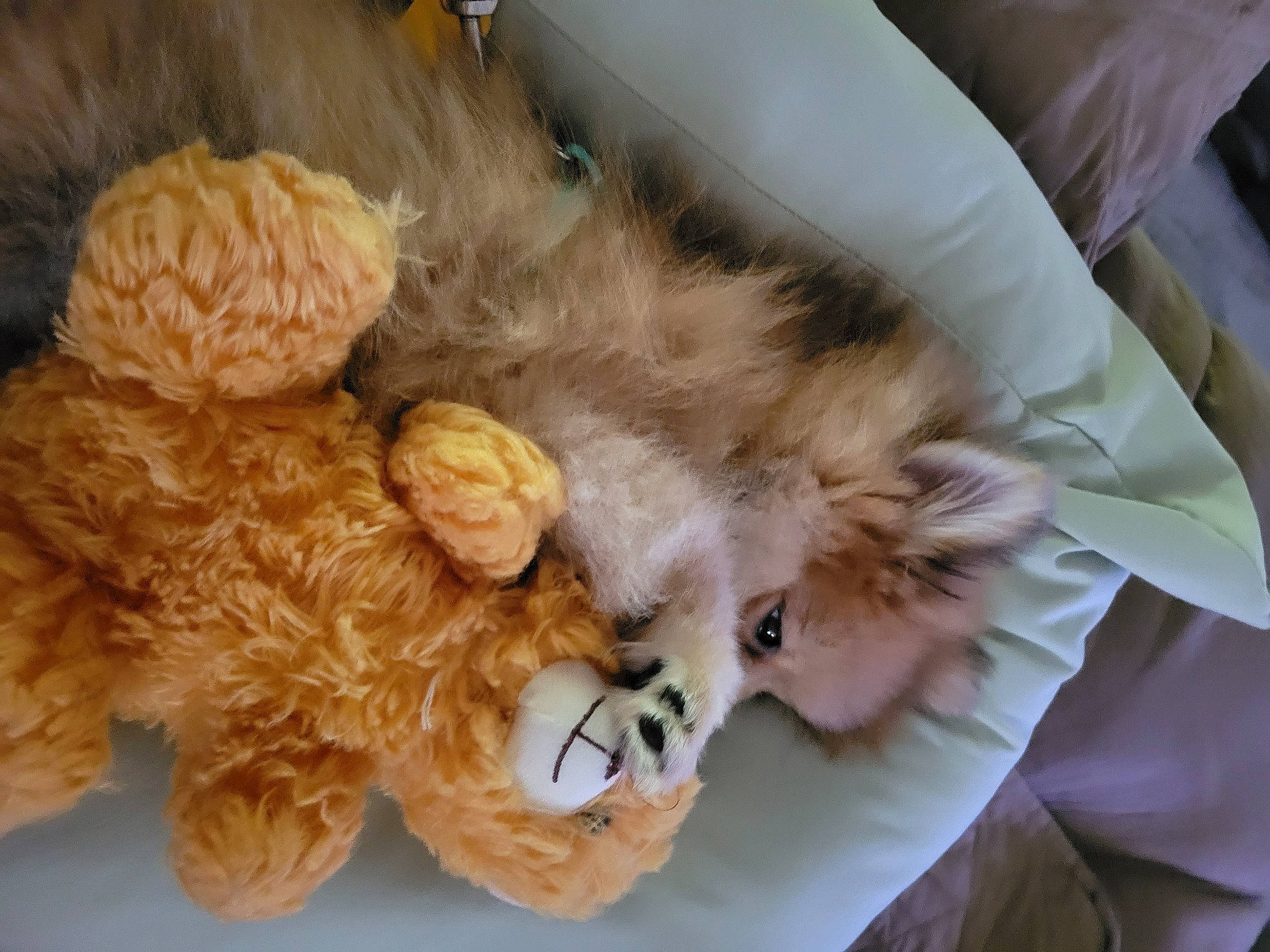 Boo joined the competition — help win amazing prizes! baby_toys, canidae, companion_dog, dog_breed, fashion_accessory, fawn, felidae, fur, natural_material, paw, peach, plush, stuffed_toy, tail, thread, toy, toy_dog, wool