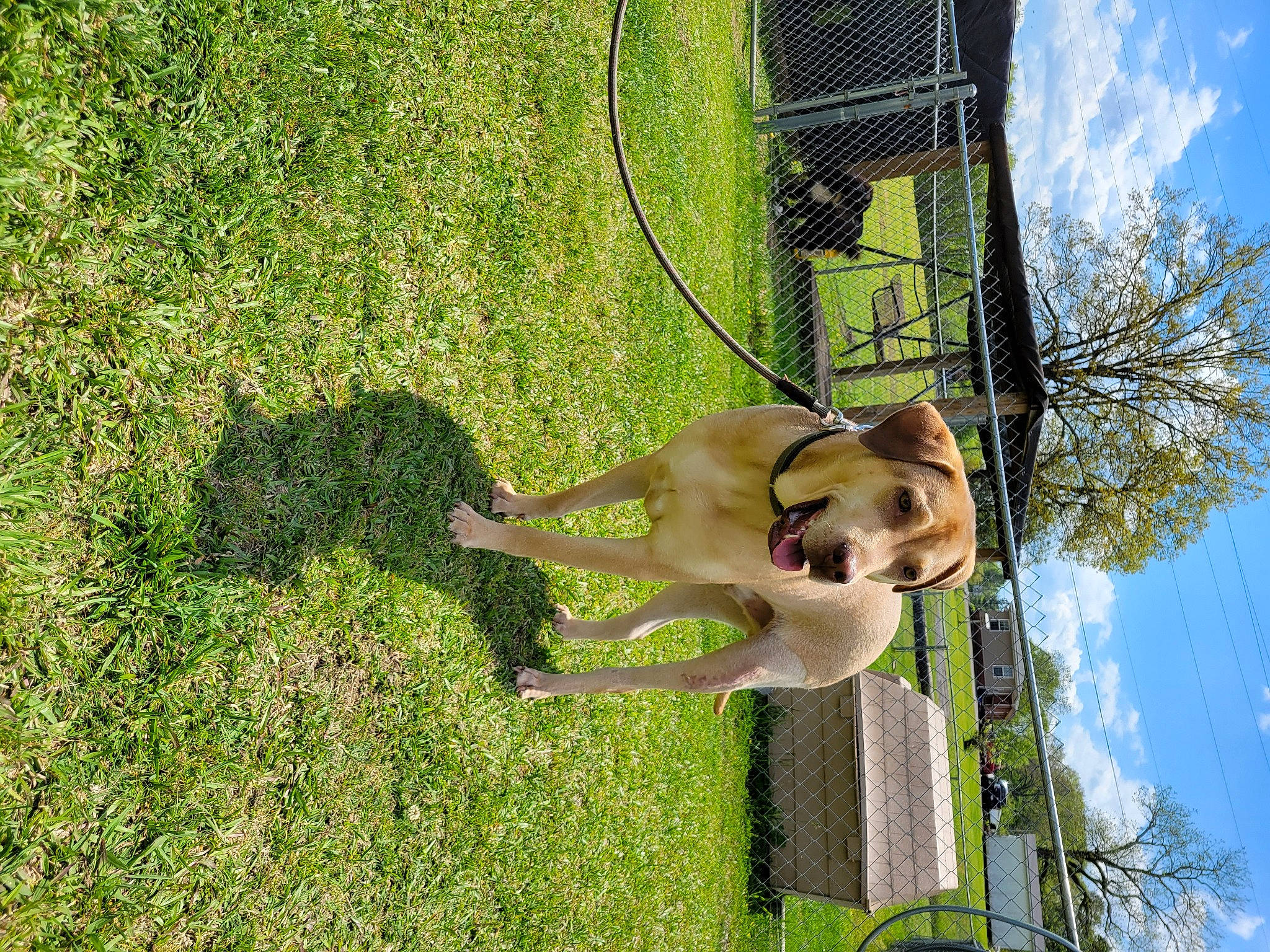 Thor is registered to the contest to win money with this photo: canidae, cloud, dog, dog_breed, fawn, fun, grass, grassland, landscape, leisure, people_in_nature, plant, pole, shadow, sky, tree, wheel, wood