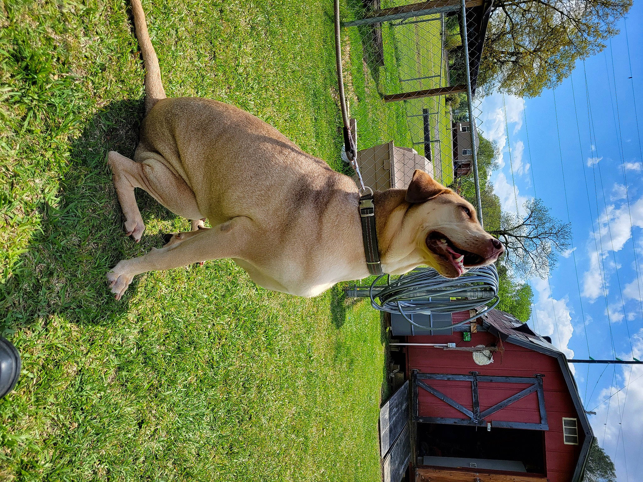 Thor joined the competition — help win amazing prizes! canidae, carnivore, cloud, collar, companion_dog, dog, dog_breed, dog_collar, dog_supply, fawn, grass, leash, pet_supply, plant, sky, sporting_group, tail, tree, working_animal, working_dog