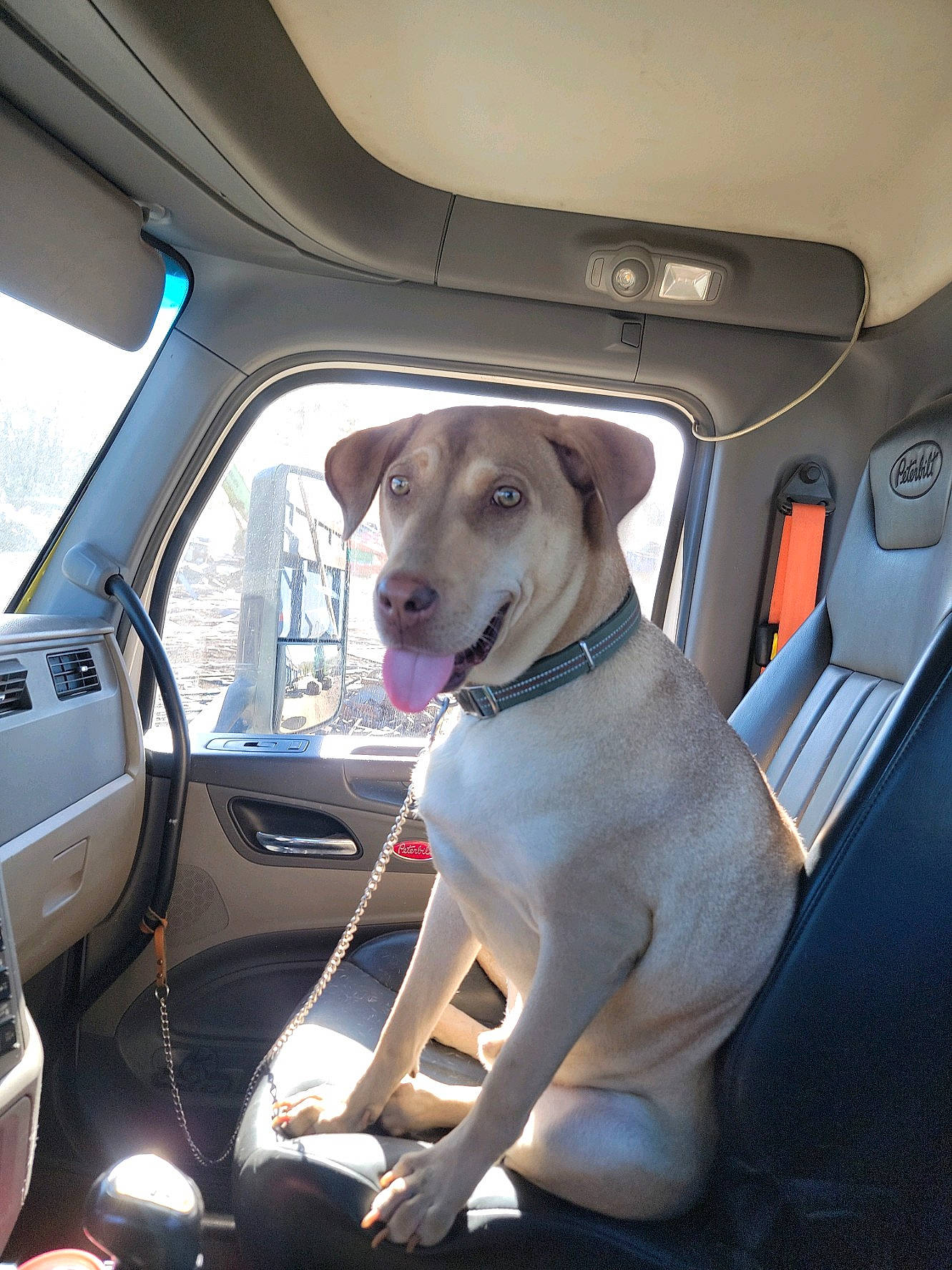 Thor is registered to the contest to win money with this photo: auto_part, automotive_design, automotive_exterior, car, car_seat, car_seat_cover, carnivore, collar, companion_dog, dog, dog_breed, family_car, fawn, mode_of_transport, motor_vehicle, snout, steering_wheel, vehicle, vehicle_door, window