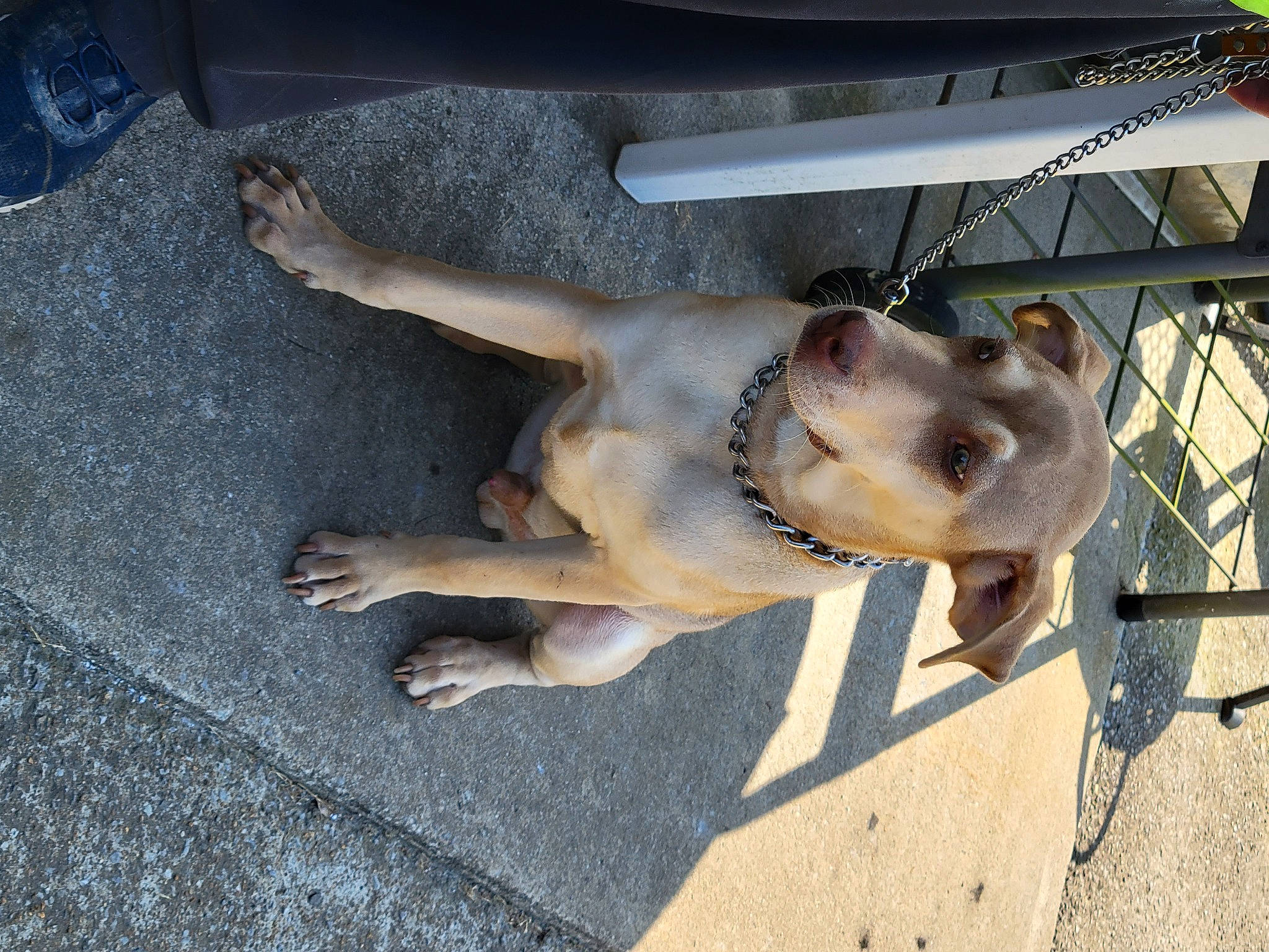 Thor joined the competition — help win amazing prizes! asphalt, canidae, carnivore, companion_dog, dog, dog_breed, fawn, fur, guard_dog, jaw, leash, metal, non_sporting_group, paw, pet_supply, road_surface, sporting_group, street_dog, tail, working_animal