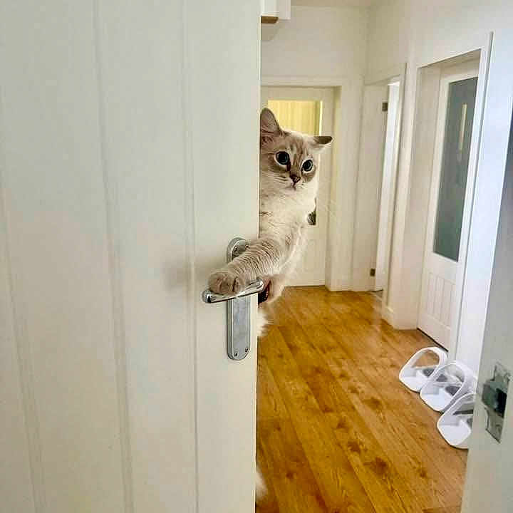 Mia is registered to the contest to win money with this photo: animal, cat, curious, domestic, door, doorway, feline, flooring, hallway, handle, home, indoor, interior, light, paw, peek, pet, room, white_wall, wooden_floor