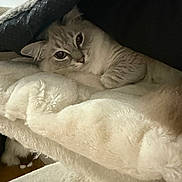 Mia joined the competition — help win amazing prizes! cat, animal, pet, feline, fur, blanket, soft, cozy, resting, indoor, cute, comfort, whiskers, sleepy, portrait, closeup, mammal, tabby, relaxed, bed