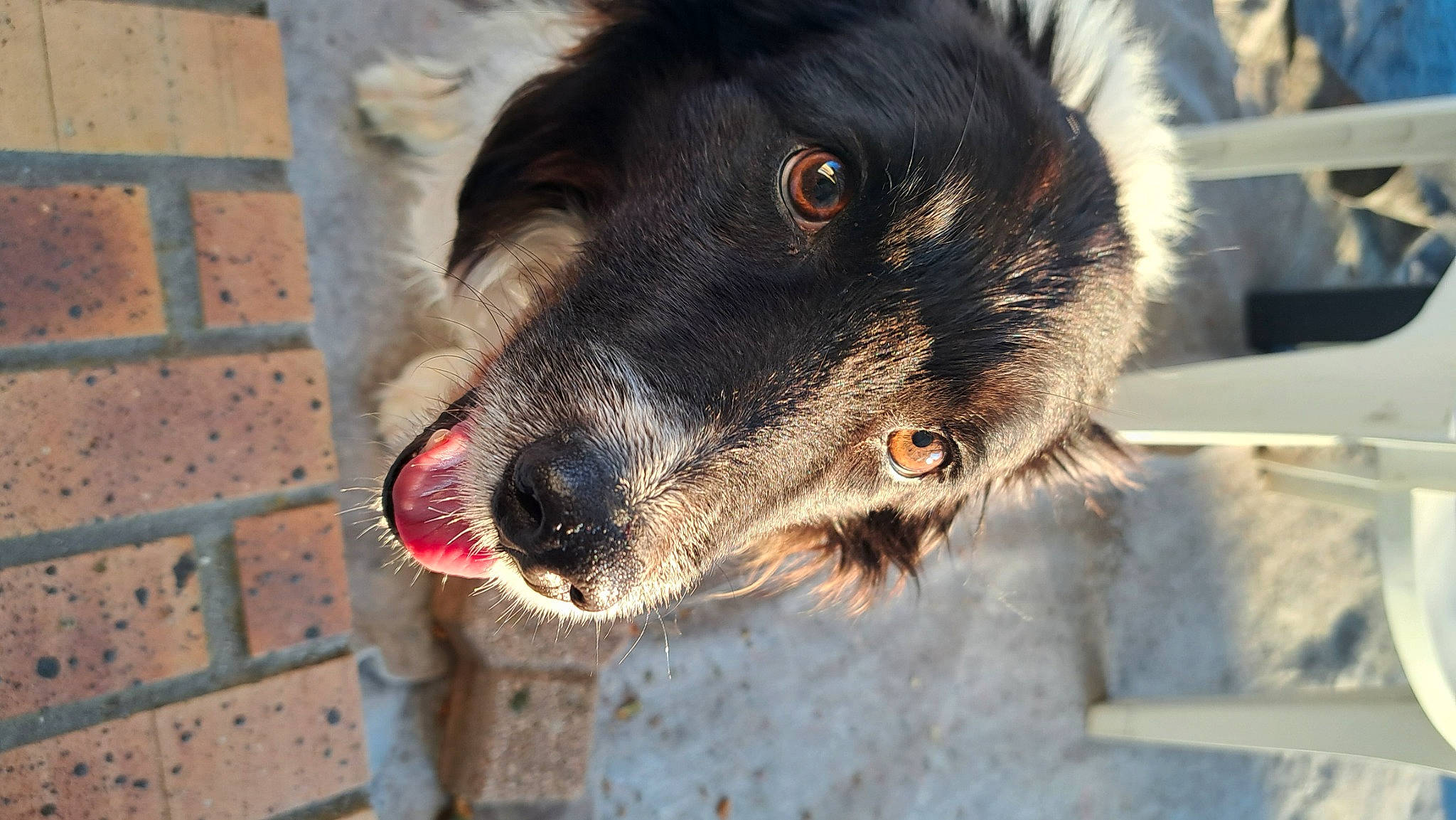 Gaya participe au concours pour gagner de l'argent avec cette photo : australian_cattle_dog, brick, brickwork, canidae, carnivore, claw, companion_dog, dog, dog_breed, fur, paw, pet_supply, puppy, snout, sporting_group, terrestrial_animal, texas_heeler, whiskers, working_animal, working_dog