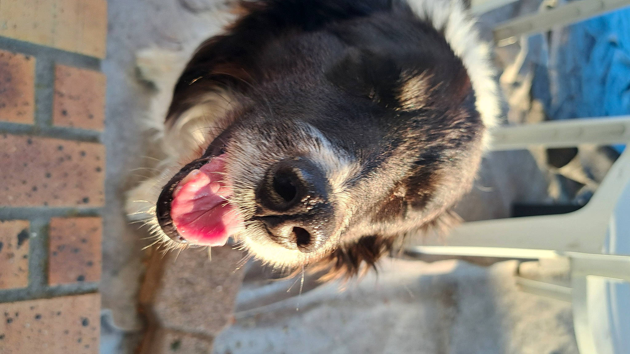 Gaya participe au concours pour gagner de l'argent avec cette photo : brick, brickwork, carnivore, claw, companion_dog, corgi_chihuahua, dog, dog_breed, dog_supply, fang, fur, paw, pet_supply, snout, sporting_group, terrestrial_animal, whiskers, window, working_animal, working_dog