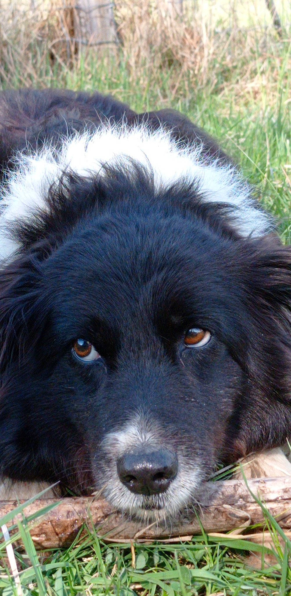 Gaya participe au concours pour gagner de l'argent avec cette photo : borador, canidae, carnivore, companion_dog, dog, dog_breed, estrela_mountain_dog, fur, gaddi_kutta, grass, gun_dog, liver, photography, snout, sporting_group, terrestrial_animal, tibetan_mastiff, whiskers, working_animal, working_dog