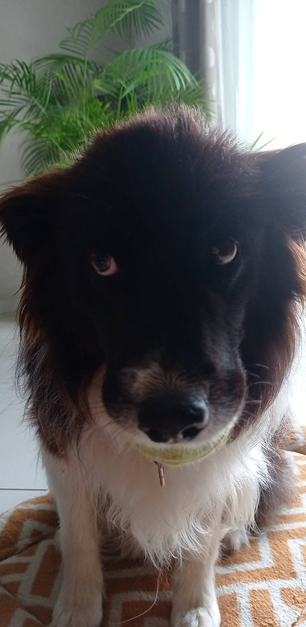 Gaya a rejoint le concours — aidez-le/la à gagner de superbes lots ! border_collie, canidae, carnivore, collar, companion_dog, dog, dog_breed, dog_collar, fur, gun_dog, herding_dog, plant, snout, sporting_group, terrestrial_animal, terrier, toy_dog, whiskers, working_animal, working_dog