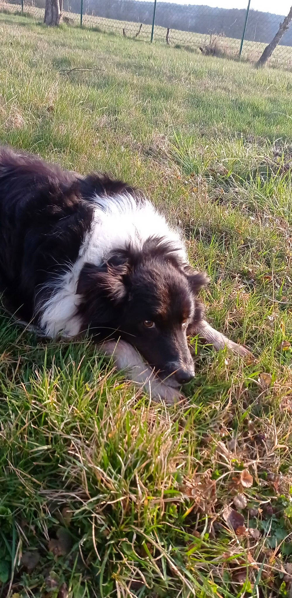 Gaya a rejoint le concours — aidez-le/la à gagner de superbes lots ! border_collie, canidae, carnivore, companion_dog, dog, dog_breed, fur, grass, grassland, herding_dog, pasture, plant, snout, sporting_group, terrestrial_animal, whiskers, working_animal, working_dog
