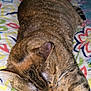 cat, tabby, sleeping, pet, animal, fur, paw, bed, blanket, pattern, colorful, indoor, resting, cozy, cute, whiskers, closeup, domestic, feline, relaxing
