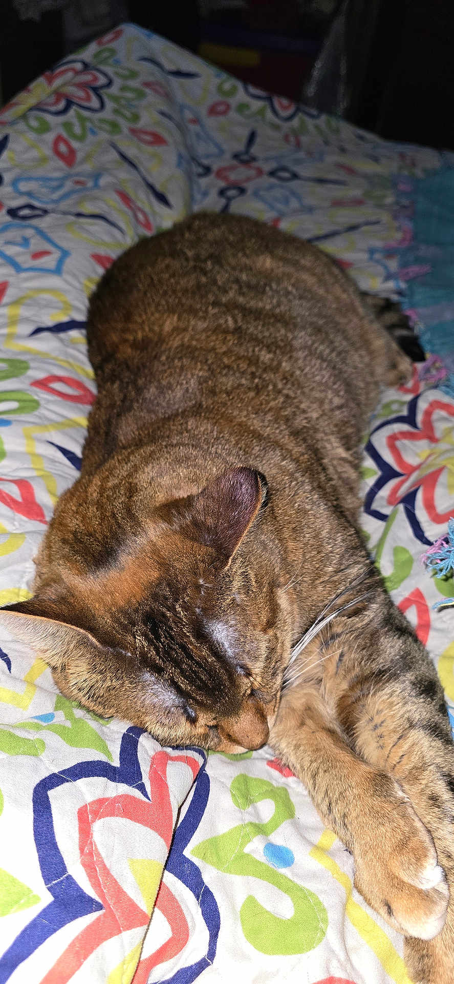 Maggiemae is registered to the contest to win money with this photo: cat, tabby, sleeping, pet, animal, fur, paw, bed, blanket, pattern, colorful, indoor, resting, cozy, cute, whiskers, closeup, domestic, feline, relaxing