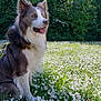 dog, border_collie, grass, flowers, outdoor, nature, sunlight, meadow, greenery, canine, pet, animal, fur, ears, tongue, happy, sitting, summer, field, daylight