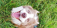Saïan a rejoint le concours — aidez-le/la à gagner de superbes lots ! dog, grass, outdoor, happy, tongue_out, fluffy, blue_eyes, animal, pet, nature, green, canine, playful, fur, tail, summer, muzzle, looking_up, closeup, joyful