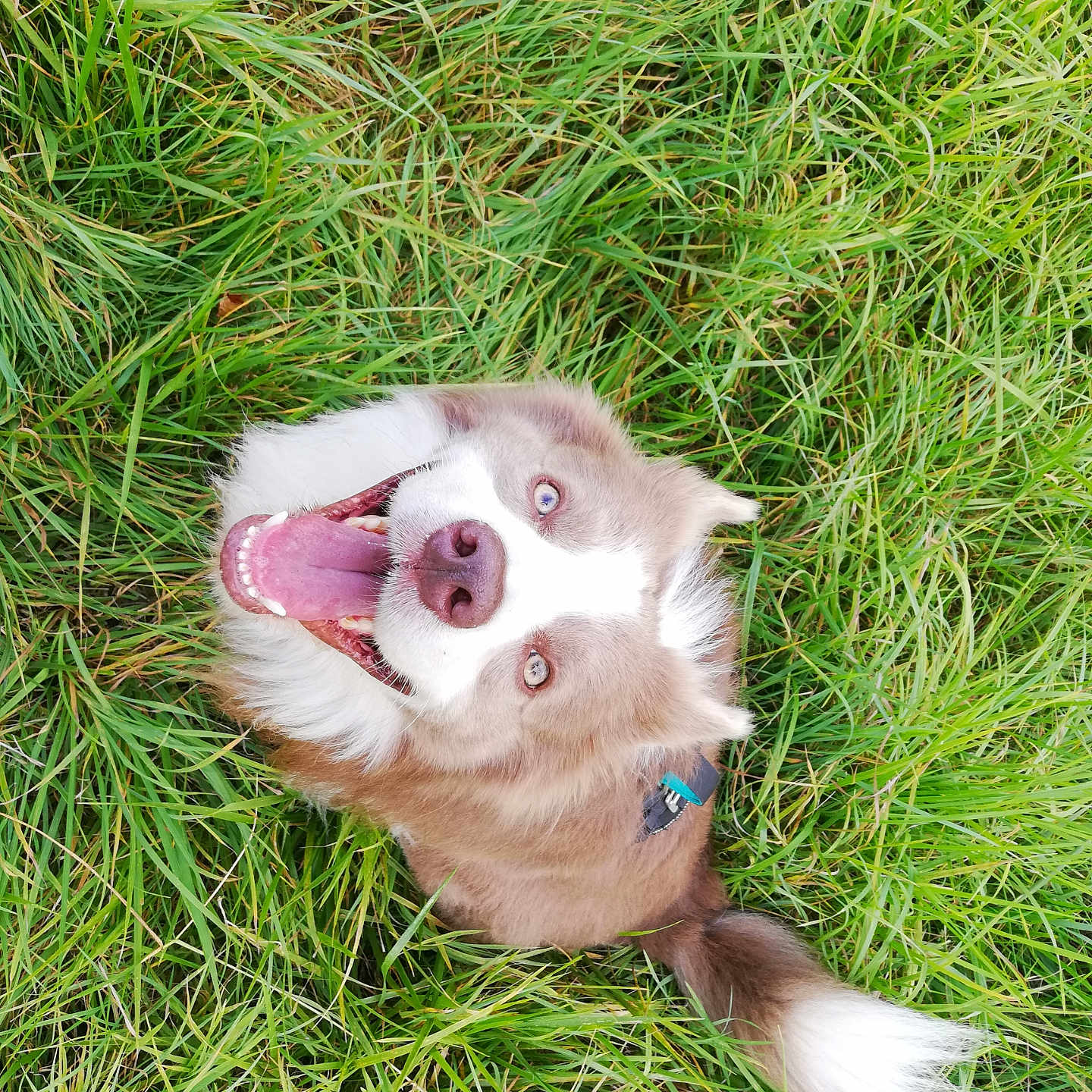 Saïan a rejoint le concours — aidez-le/la à gagner de superbes lots ! animal, blue_eyes, canine, closeup, dog, fluffy, fur, grass, green, happy, joyful, looking_up, muzzle, nature, outdoor, pet, playful, summer, tail, tongue_out