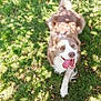 dog, grass, outdoor, pet, tongue_out, brown_and_white, happy, lying_down, sunlight, shadow, nature, canine, playful, animal, fur, daylight, looking_up, tongue, summer, friendly