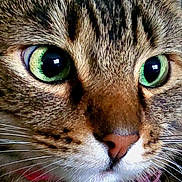Georgie is registered to the contest to win money with this photo: cat, tabby_cat, close_up, green_eyes, whiskers, fur, face, nose, pet, animal, domestic_cat, collar, cute, mammal, portrait, feline, alert, closeup, indoor, detail