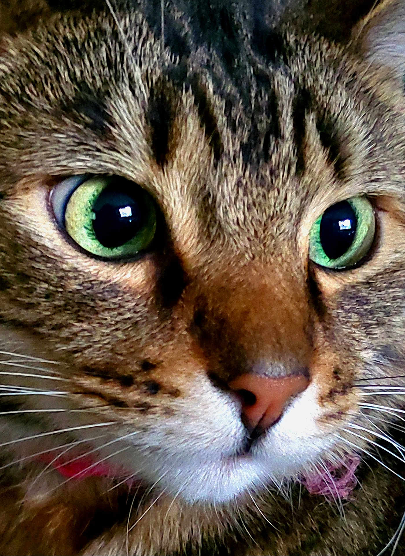 Georgie is registered to the contest to win money with this photo: cat, tabby_cat, close_up, green_eyes, whiskers, fur, face, nose, pet, animal, domestic_cat, collar, cute, mammal, portrait, feline, alert, closeup, indoor, detail