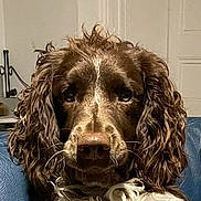 Vic a rejoint le concours — aidez-le/la à gagner de superbes lots ! animal, brown, calm, close_up, companion, curly_fur, cute, dog, domestic_animal, ears, face, furry, indoor, leather_chair, looking_at_camera, pet, portrait, snout, whiskers, white