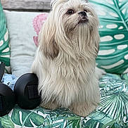 Toto is registered to the contest to win money with this photo: affenpinscher, animal, ball, canine, couch, cushion, dog, dogbed, football, furniture, homedecor, person, pet, pillow, puppy, sleeping, soccer, soccerball, terrier, whitedog