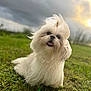Toto joined the competition — help win amazing prizes! accessories, affenpinscher, animal, canine, dog, eskimodog, field, grass, grassland, lawn, leash, nature, outdoors, pet, plant, poodle, puppy, strap, terrier, whitedog