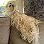 Toto is registered to the contest to win money with this photo: animal, blonde, canine, couch, cushion, dog, dogbed, eskimodog, furniture, hair, homedecor, person, pet, pillow, puppy, terrier, whitedog