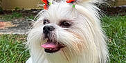Toto is registered to the contest to win money with this photo: accessories, animal, bodypart, canine, dog, face, flower, grass, head, lawn, mouth, person, pet, photography, plant, portrait, puppy, terrier, vegetation, whitedog