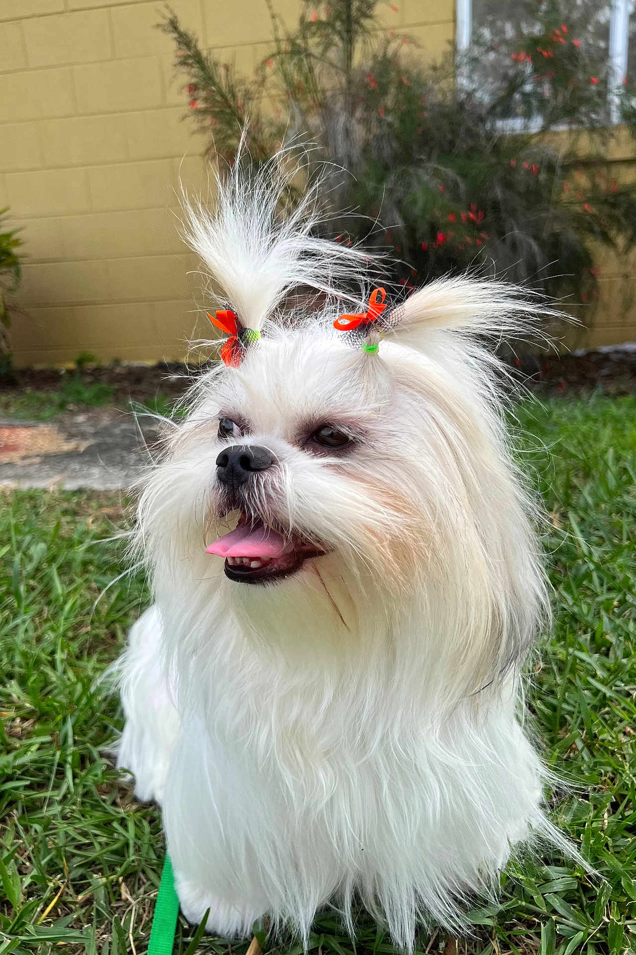 Toto is registered to the contest to win money with this photo: accessories, animal, bodypart, canine, dog, face, flower, grass, head, lawn, mouth, person, pet, photography, plant, portrait, puppy, terrier, vegetation, whitedog