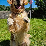 Tenders a rejoint le concours — aidez-le/la à gagner de superbes lots ! dog, golden_retriever, grass, balloons, garden, sunny, outdoor, pet, happy, tongue_out, playful, greenery, blue_sky, fence, tree, canine, animal, summer, daylight, nature
