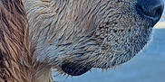 Tenders participe au concours pour gagner de l'argent avec cette photo : dog, golden_retriever, wet_fur, close_up, profile, sea, ocean, water, blue_sky, outdoor, animal, pet, canine, nature, portrait, muzzle, snout, whiskers, fur, calm
