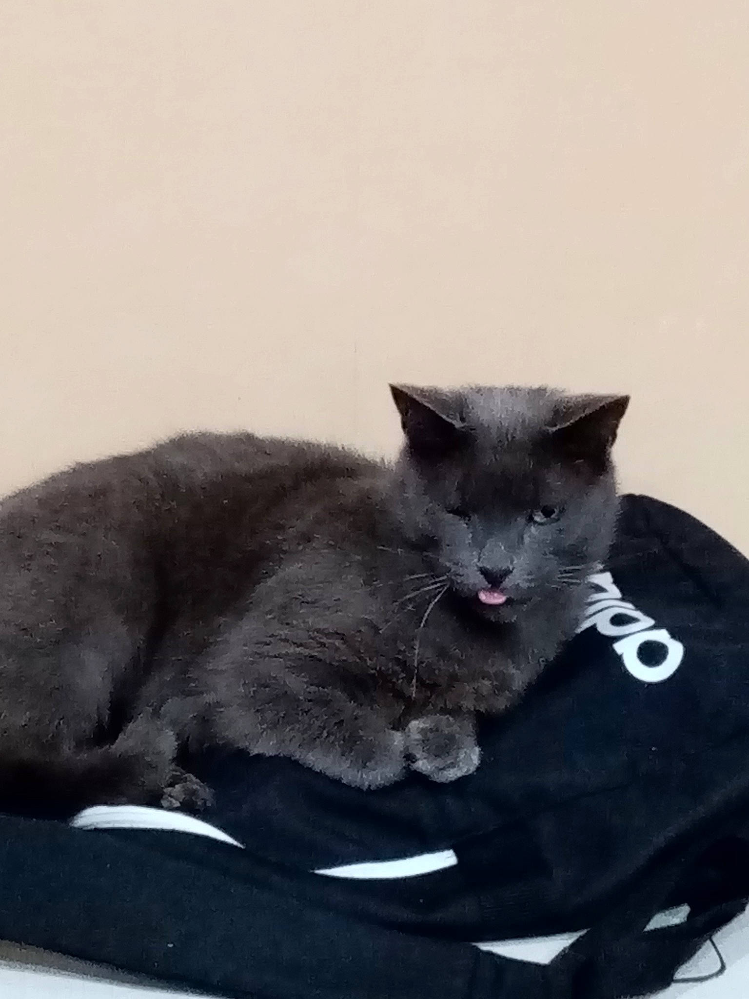 Nimbus a rejoint le concours — aidez-le/la à gagner de superbes lots ! carnivore, cat, cat_supply, comfort, domestic_short_haired_cat, felidae, fur, grey, russian_blue, small_to_medium_sized_cats, snout, whiskers