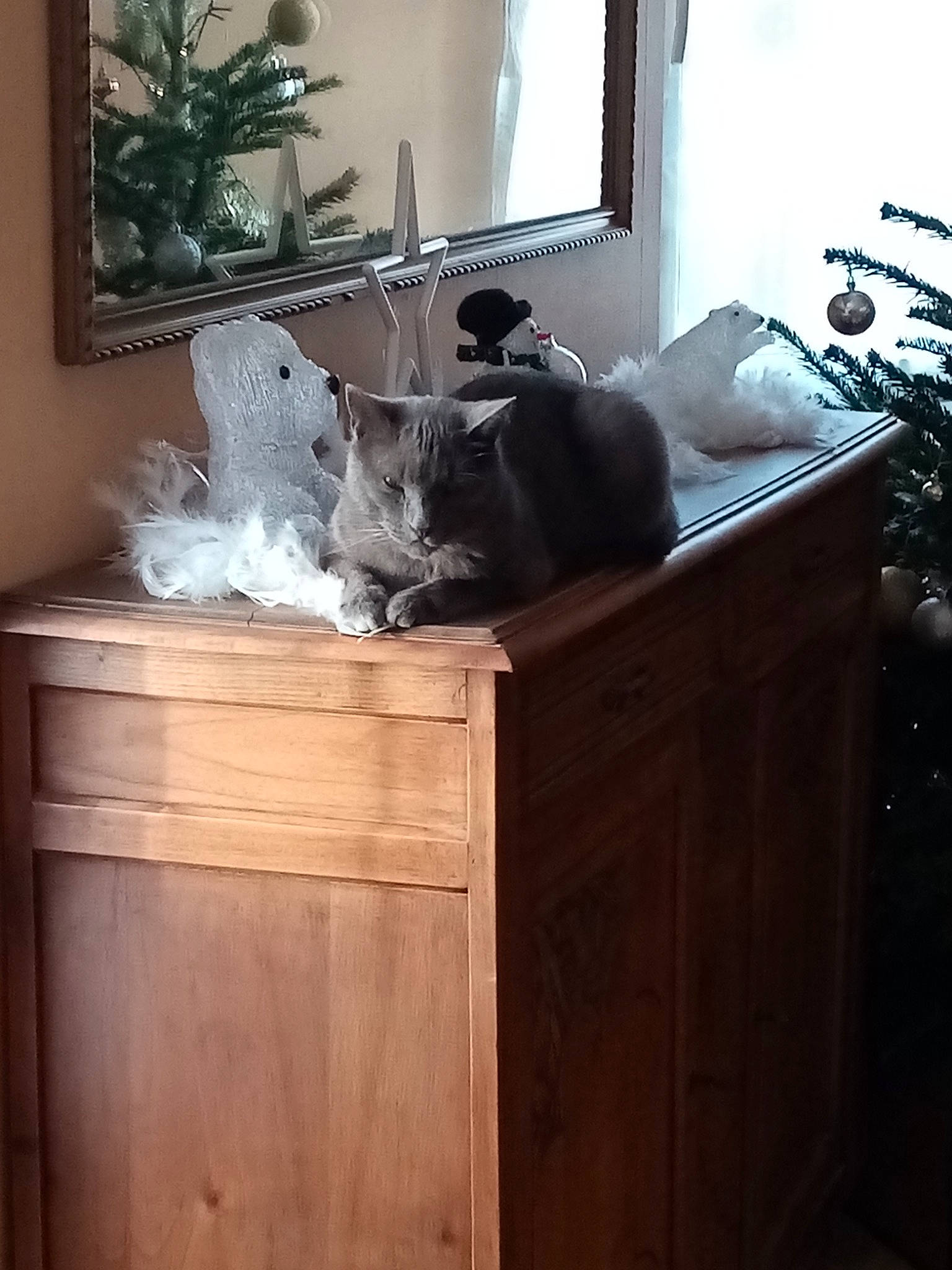 Nimbus participe au concours pour gagner de l'argent avec cette photo : black, cabinetry, carnivore, cat, comfort, felidae, floor, flooring, furniture, grey, hardwood, interior_design, light, picture_frame, property, small_to_medium_sized_cats, whiskers, white, window, wood