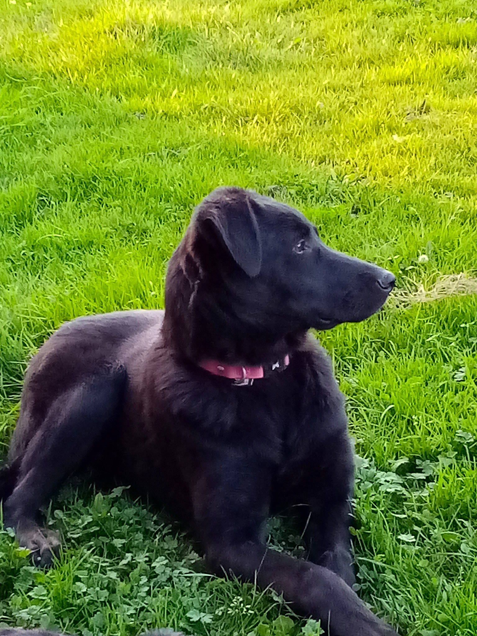 Supra participe au concours pour gagner de l'argent avec cette photo : borador, canidae, carnivore, collar, companion_dog, dog, dog_breed, dog_collar, event, grass, groundcover, gun_dog, labrador_retriever, liver, plant, retriever, snout, sporting_group, tail, working_animal