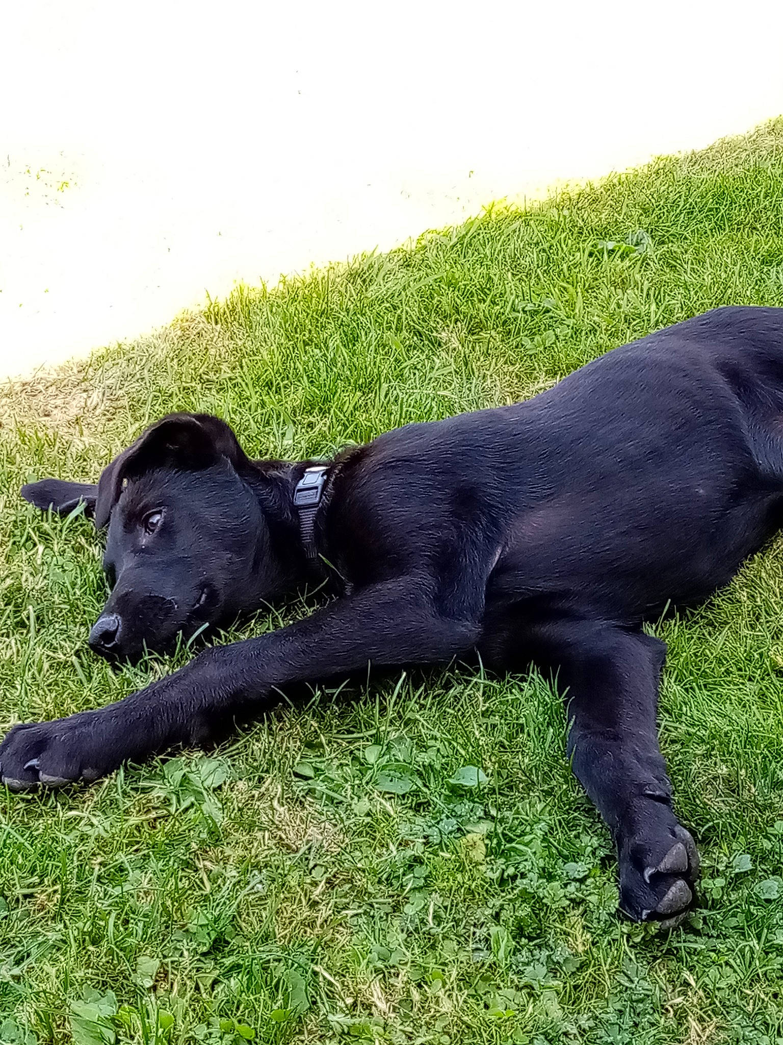 Supra participe au concours pour gagner de l'argent avec cette photo : borador, canidae, carnivore, companion_dog, dog, dog_breed, fur, grass, grassland, hunting_dog, mammal, non_sporting_group, pasture, plant, shadow, sporting_group, tail, terrestrial_animal, vertebrate, working_animal