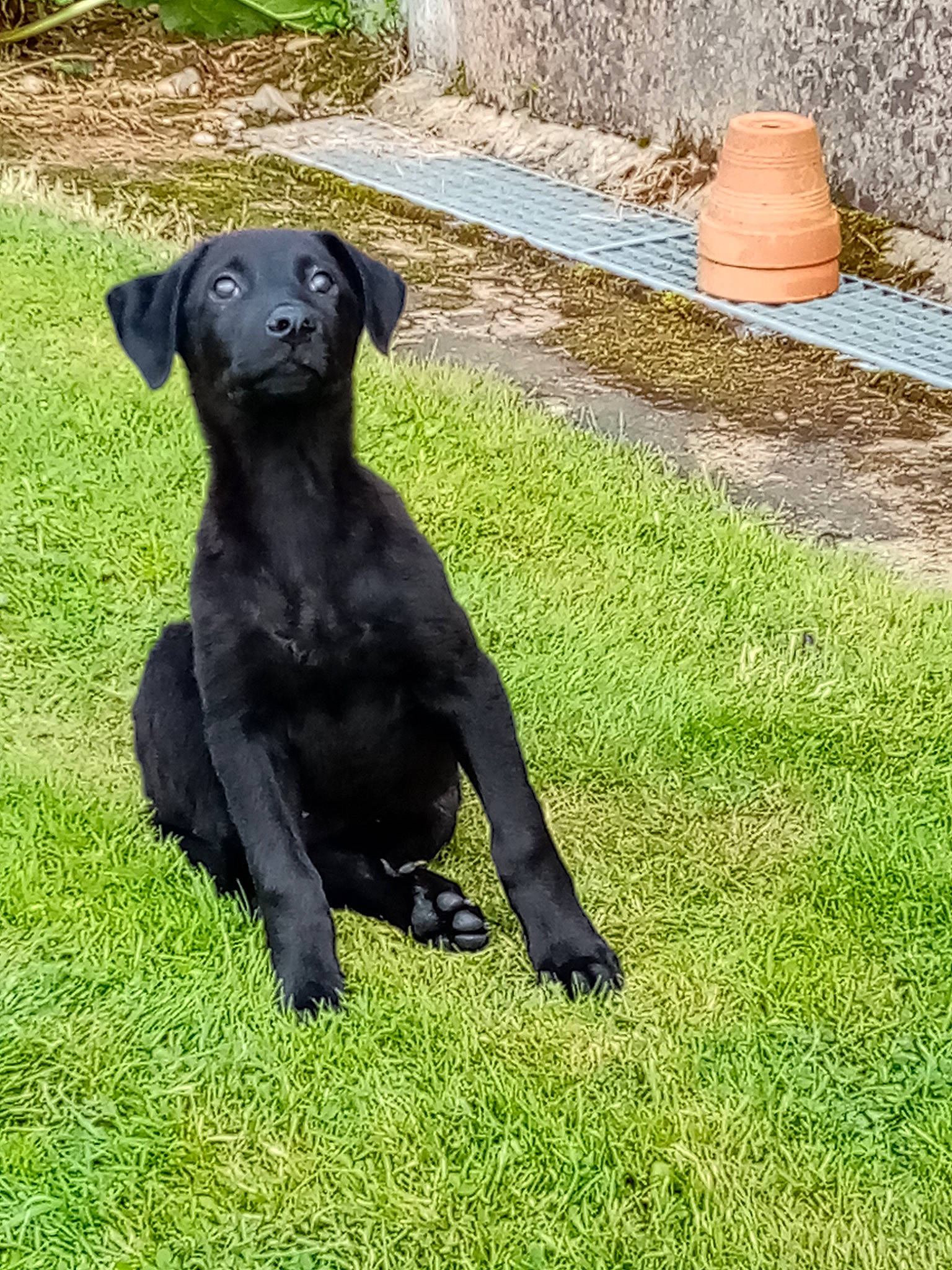 Supra a rejoint le concours — aidez-le/la à gagner de superbes lots ! art, carnivore, collar, companion_dog, dog, dog_breed, dog_collar, fawn, grass, groundcover, gun_dog, lawn, plant, sculpture, snout, sporting_group, statue, tail, terrestrial_animal, working_animal