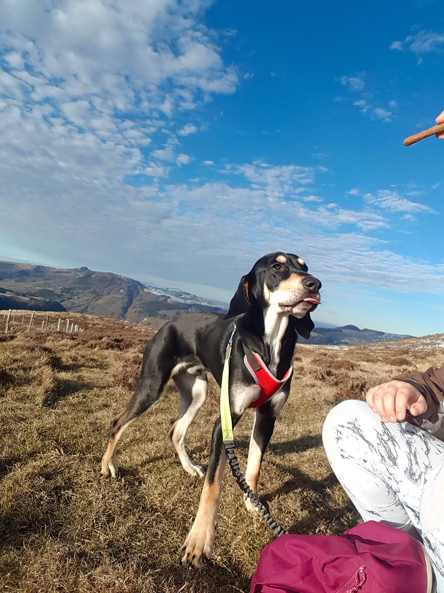 Pango a rejoint le concours — aidez-le/la à gagner de superbes lots ! adventure, canidae, carnivore, cloud, dog, dog_breed, dog_hiking, hunting_dog, leash, lurcher, mountain, pointer, recreation, sky, sporting_group, wilderness, working_dog